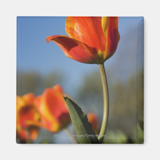 Nahe Tulpenbildung bei Blume Magnet (Vorne)
