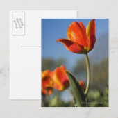 Nahe Tulpenbildung bei Blume Postkarte (Vorne/Hinten)