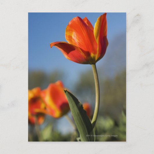 Nahe Tulpenbildung bei Blume Postkarte (Vorderseite)