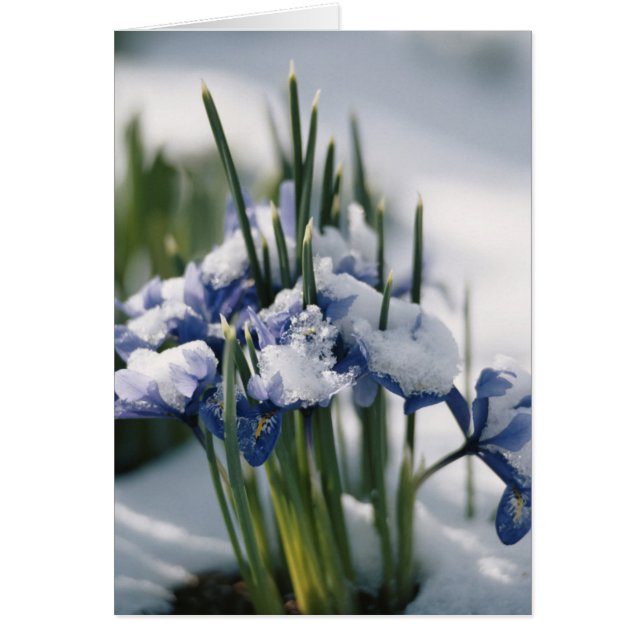 Nahe Übernahme von Iris (Vorne)