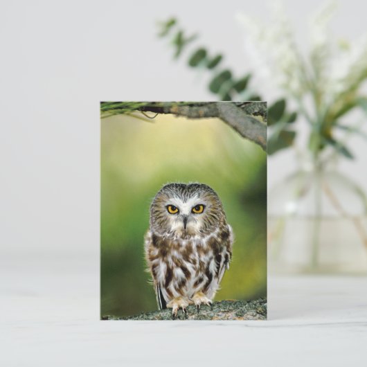 Nahe Uhu Postkarte (Stehend Vorderseite)