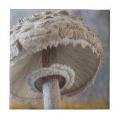 Nahe Unterseite des Pilzes Fliese (Vorderseite)