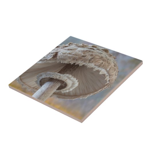 Nahe Unterseite des Pilzes Fliese (Seite)