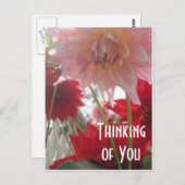 Nahe Up Dahlia Blume in rosa und roter Postkarte (Vorne/Hinten)