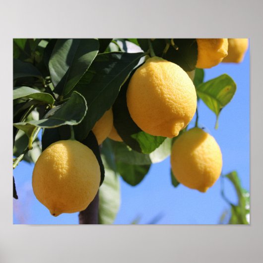 Nahe Verzweigung mit Lemons-Plakatpapier (Matte) Poster (Vorne)