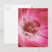 Nahe Vintage Rosa Rose Postkarte (Vorne/Hinten)