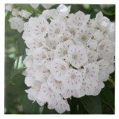 Nahe White Mountain Laurel Blume Fliese (Vorderseite)