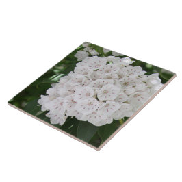 Nahe White Mountain Laurel Blume Fliese