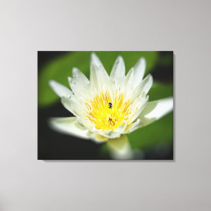 Nahe White Water Lily Blume und Biene 2 Leinwanddruck