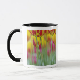 Nahen Auftragen der Unterseite der Tulpe-Blume, 3 Tasse