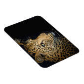 Nahen aus Leopard, Greater Krüger National Magnet (Rechte Seite)