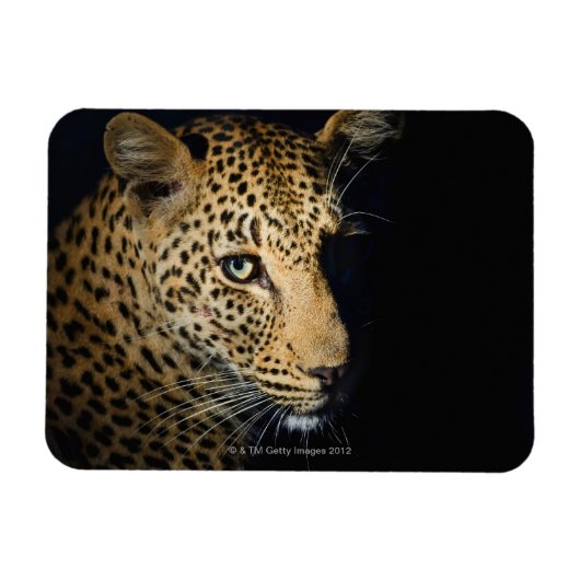 Nahen aus Leopard, Greater Krüger National Magnet (Horizontal)