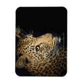 Nahen aus Leopard, Greater Krüger National Magnet (Vertikal)
