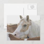 Nahen einer Pferdeherde 2 Postkarte (Vorne/Hinten)