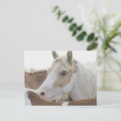 Nahen einer Pferdeherde 2 Postkarte (Stehend Vorderseite)