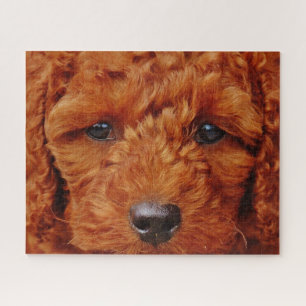 Nahen eines Red Poodle Puppy Puzzle