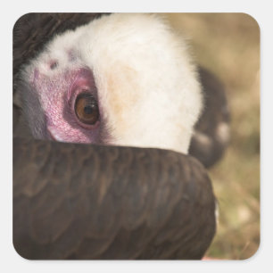 Nahen eines Vulture-Aufklebers Quadratischer Aufkleber