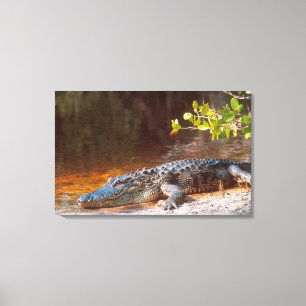 Nahen von einem amerikanischen Alligator am J.N. Leinwanddruck