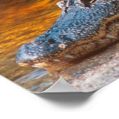 Nahen von einem amerikanischen Alligator am J.N. Poster (Ecke)