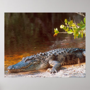 Nahen von einem amerikanischen Alligator am J.N. Poster