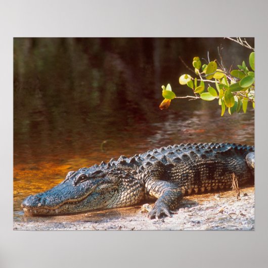 Nahen von einem amerikanischen Alligator am J.N. Poster (Vorne)