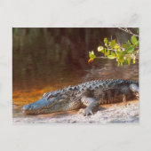 Nahen von einem amerikanischen Alligator am J.N. Postkarte (Vorderseite)