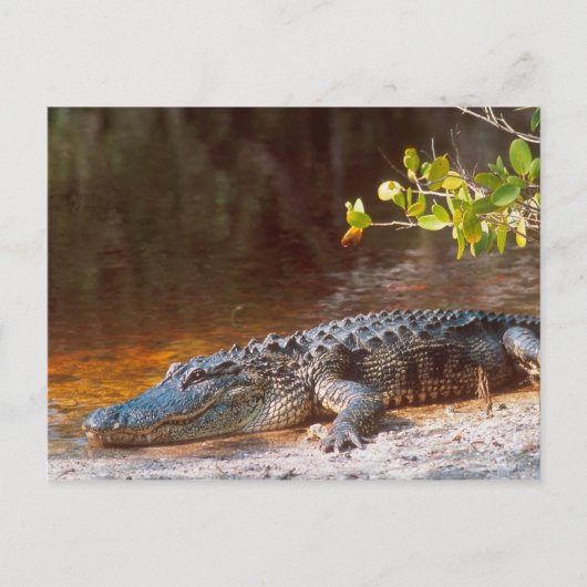 Nahen von einem amerikanischen Alligator am J.N. Postkarte (Vorderseite)