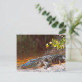 Nahen von einem amerikanischen Alligator am J.N. Postkarte (Stehend Vorderseite)