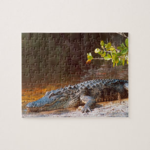 Nahen von einem amerikanischen Alligator am J.N. Puzzle