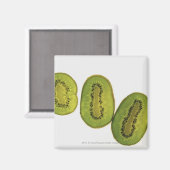 Nahen von fünf Scheiben Kiwi Magnet (Vorderseite/Rückseite)