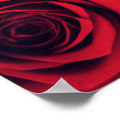Nahen von rote Rose Blume. Poster (Ecke)