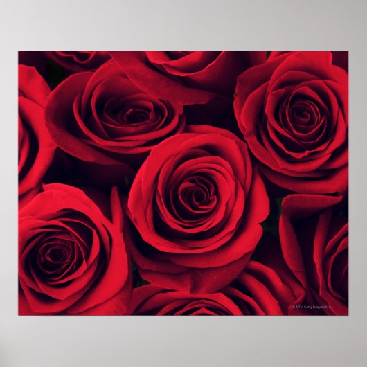 Nahen von rote Rose Blume. Poster (Vorne)