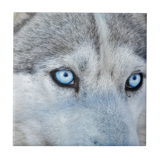 Nahen von Sibirien Husky mit Blauen Augen Fliese (Vorderseite)
