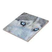 Nahen von Sibirien Husky mit Blauen Augen Fliese (Seite)