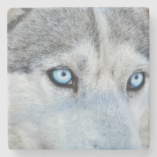 Nahen von Sibirien Husky mit Blauen Augen Steinuntersetzer