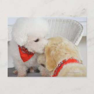 Nahen von zwei Hunden Postkarte