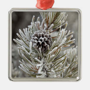 Naher Anbau von gefrorenem Kiefernzapfen, Gelbstei Ornament Aus Metall