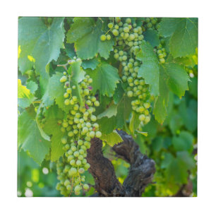 Naher Anbau von reifen Trauben Fliese