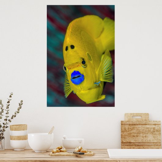 Naher Angelfisch Poster (Küche)