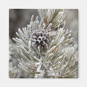 Naher Anlauf des gefrorenen Kiefernkonus, Gelbstei Magnet