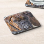 Naher auf einem kleinen Boxer Welpen Getränkeuntersetzer (Linke Seite)