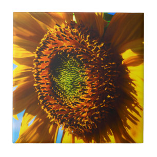 Naher Aufbau einer Sonnenblume Fliese