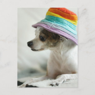 Naher Aufbau eines Chihuahua mit einem Hut Postkarte
