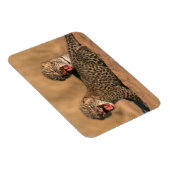 Naher Aufbau neuer Geborener Leoparden (Panthera P Magnet (Rechte Seite)