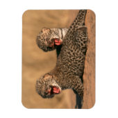 Naher Aufbau neuer Geborener Leoparden (Panthera P Magnet (Vertikal)