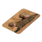 Naher Aufbau neuer Geborener Leoparden (Panthera P Magnet (Linke Seite)