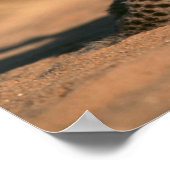 Naher Aufbau neuer Geborener Leoparden (Panthera P Poster (Ecke)