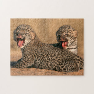 Naher Aufbau neuer Geborener Leoparden (Panthera P Puzzle