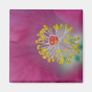 Naher Aufbau von Hibiskus Blume Stamen, Hibiskus Magnet