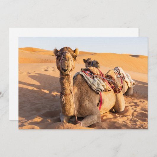 Naher Aufstieg auf Camel in der Oman-Wüste Einladung (Vorne/Hinten)